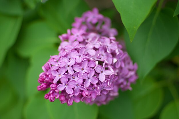 ブッシュのライラックの花