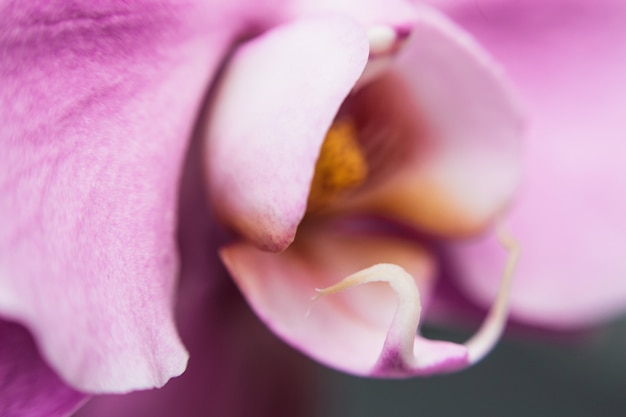 ライラックの花がクローズアップ