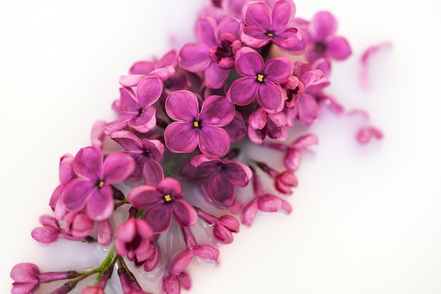 Lilac flower closeup on white wall. Macro lilac branch in light water or milk. Bushes Flowers in High-key. Purple spring blossom of syringa. Beautiful bouquet of spring lilac. Soft focus