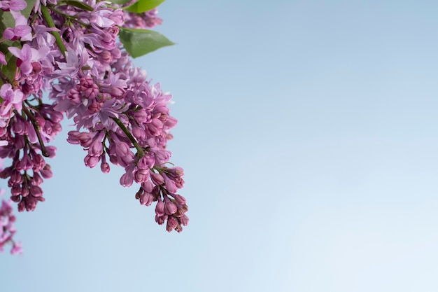 写真 空にライラックの花