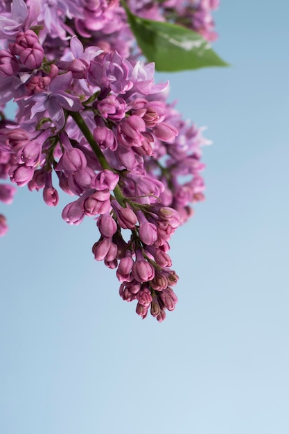 写真 空にライラックの花