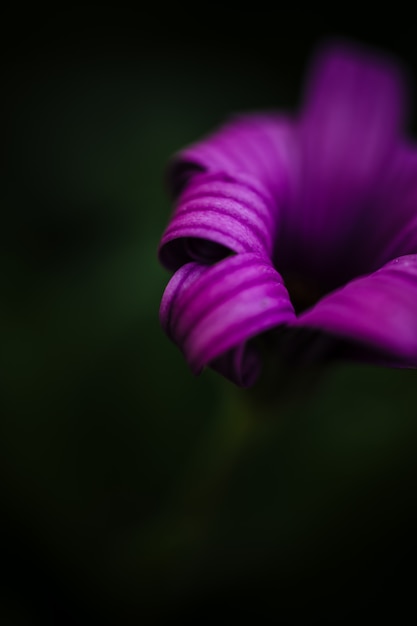 Lilac flower macro