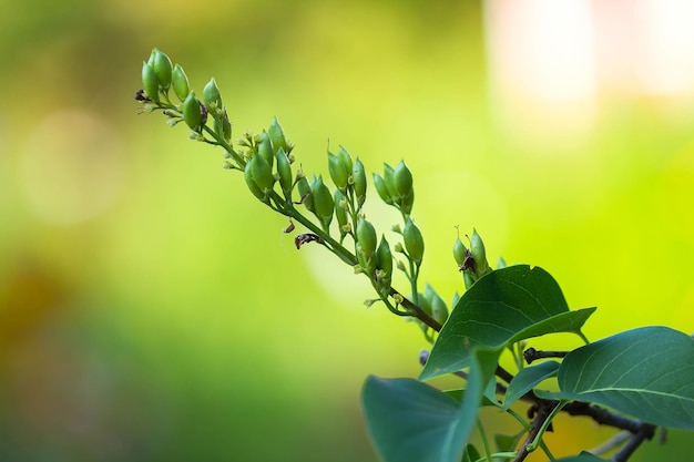 Lilac flower seeds