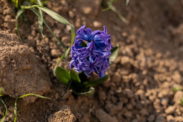 A lilac flower sprouted from the ground in spring