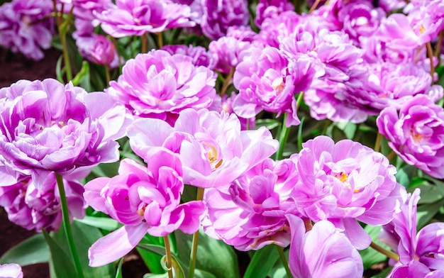 Lilac flower tulip. Lush flower petals