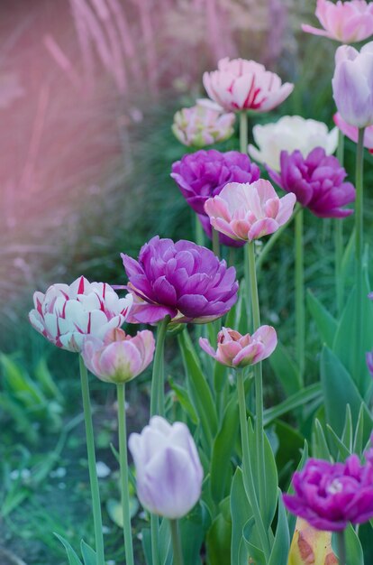 春のライラックの花のチューリップ美しい紫色のチューリップ咲く背景