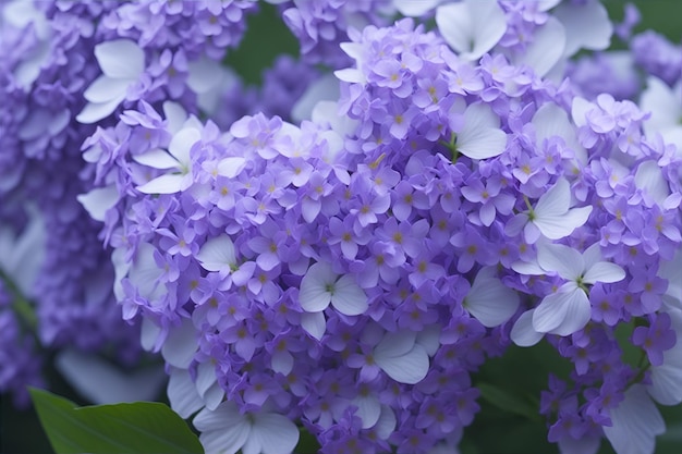 lilac flower