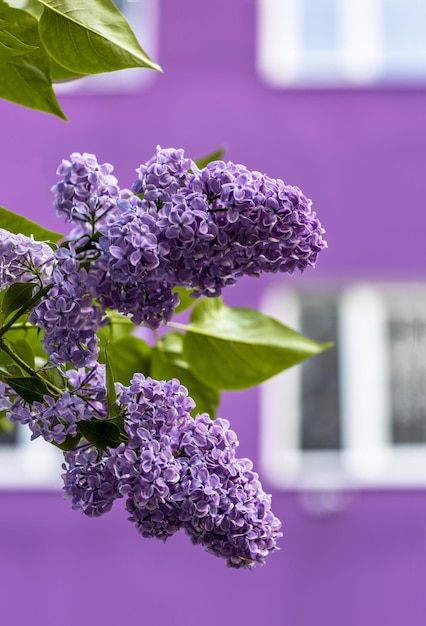 Lilac flower