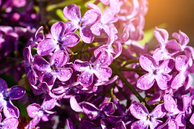 写真 雨滴とライラックの開花枝