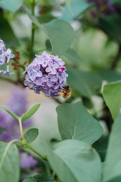 Lilac flowers are purple in color