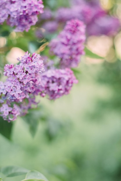 リラックの花は紫色である