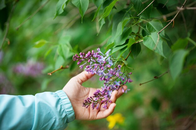 Lilac flowers in baby's hand spring