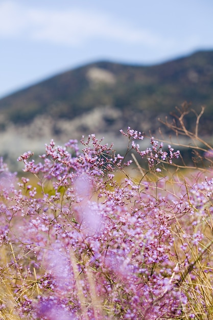 Lilac flowers on the background of mountains