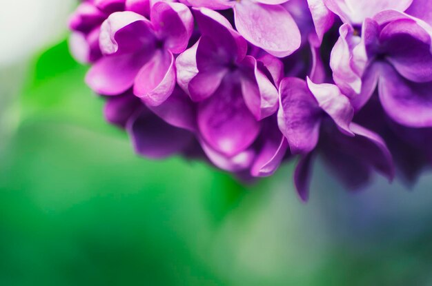 Lilac flowers background