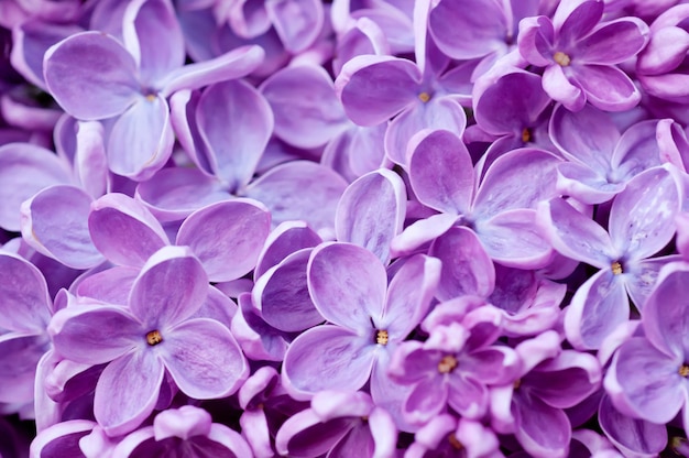 Lilac flowers background