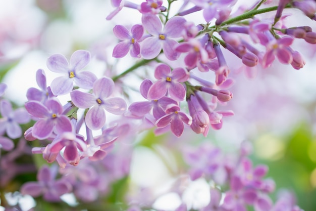 Lilac flowers blossom flowers in spring garden. Soft selective focus.  Floral natural background spring time season.