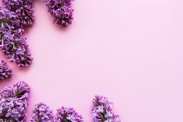 Photo lilac flowers border on a pink