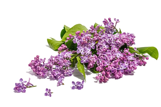 Lilac flowers bouquet isolated on a white background Springtime concept floral element