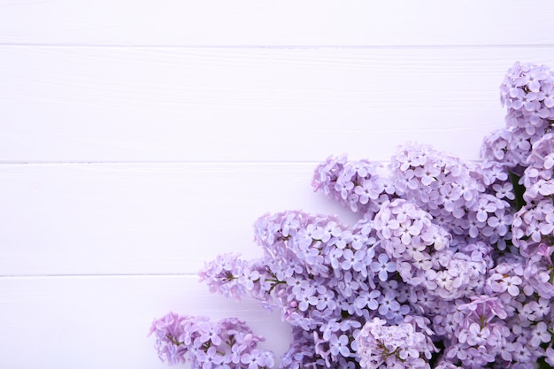 Photo lilac flowers branch on white  with copyspace