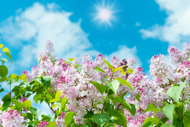 Lilac flowers branch