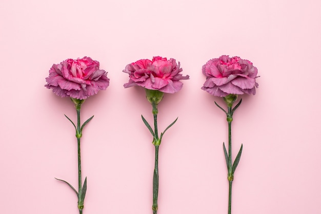 Lilac flowers carnation on pink