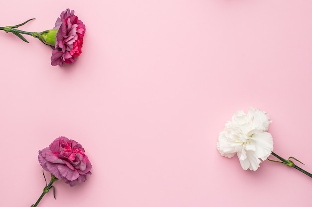 Lilac flowers carnation on pink