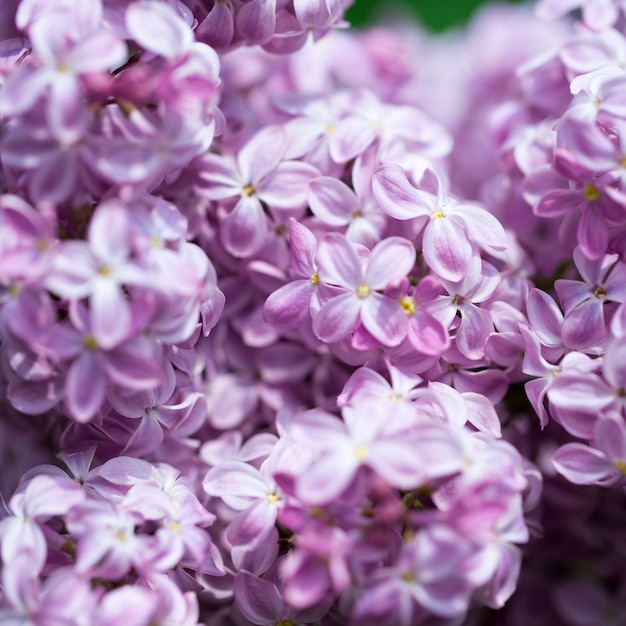 Lilac flowers close up on blurred background