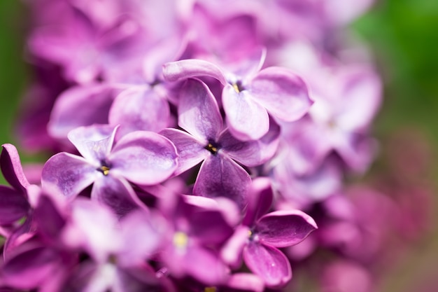 Lilac flowers close up on blurred background