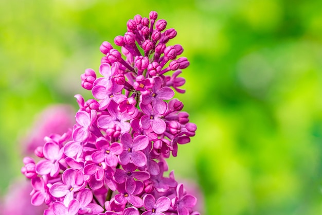 Lilac flowers close up