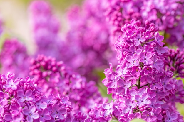 Lilac flowers close up