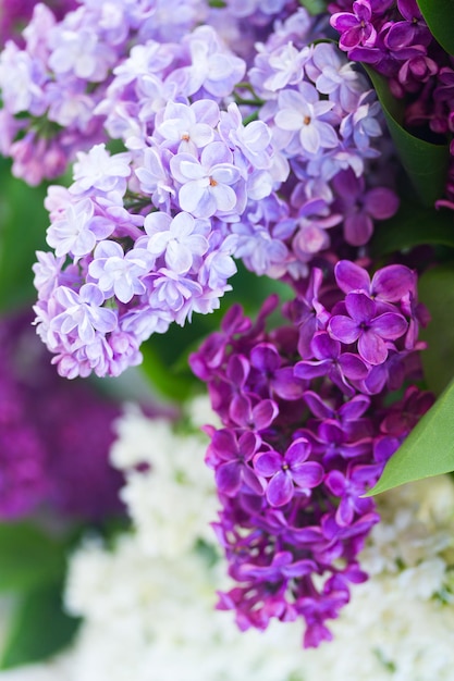 ライラックの花がクローズアップ