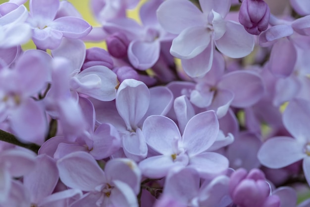 Lilac flowers closeup on blurred background