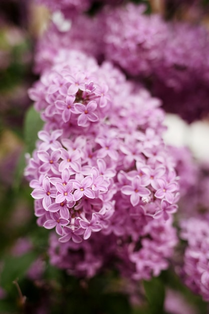 庭のライラックの花