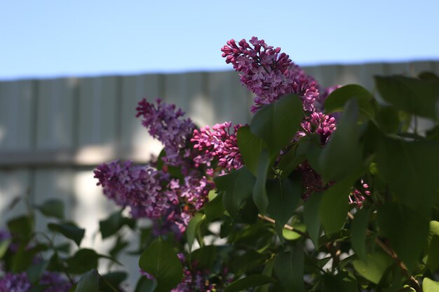 Photo lilac flowers in the garden