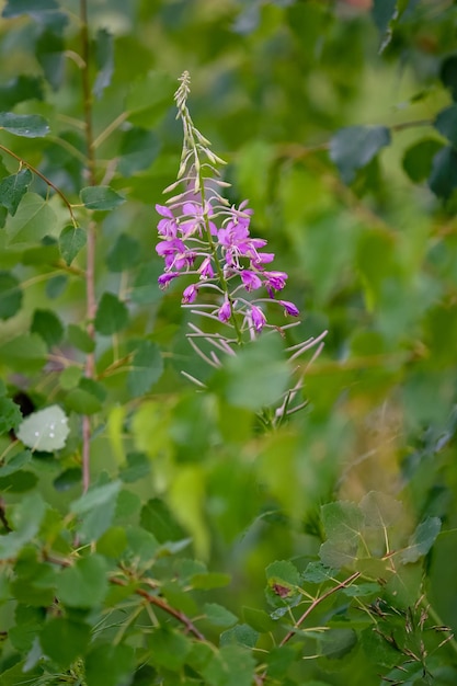 Lilac flowers of IvanTea Epilobium angustifolium