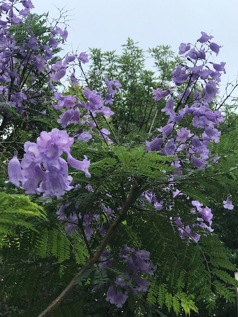 Lilac flowers of a jacaranda