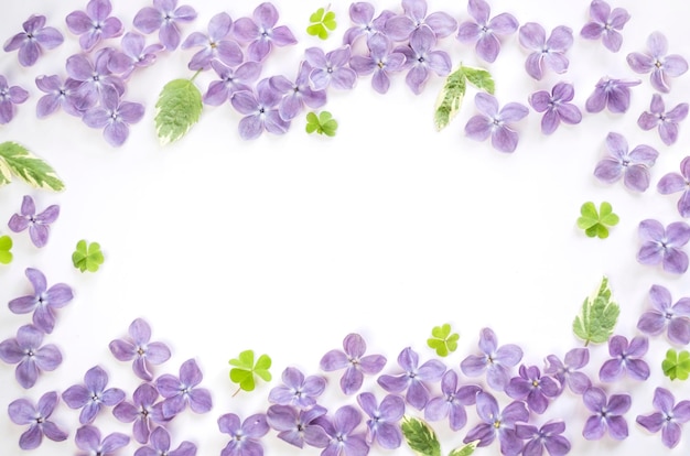 Lilac flowers and leaves on a white background