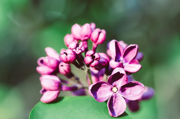 Lilac flowers macro