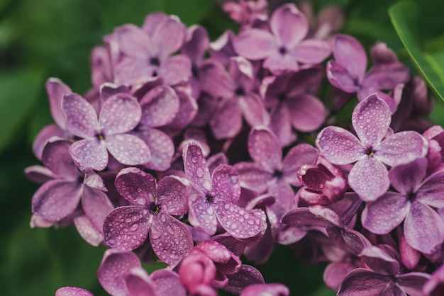 ライラックの花マクロ