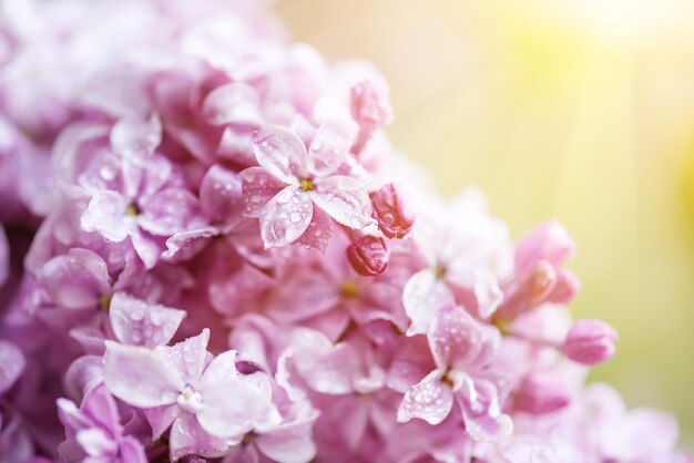 Lilac flowers macro