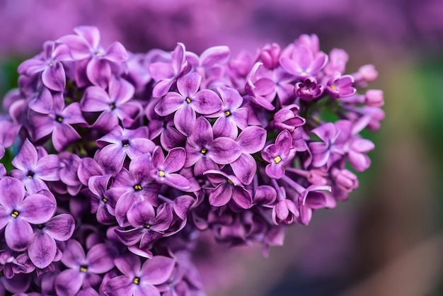 ライラックの花マクロ