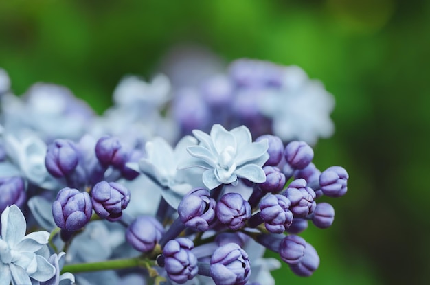 ライラックの花マクロ