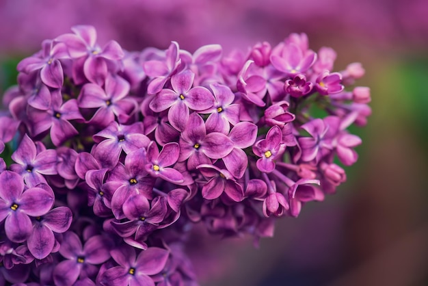 ライラックの花マクロ