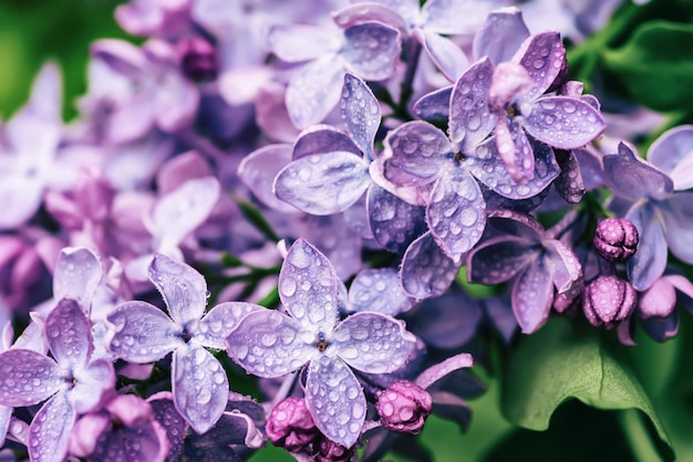 Lilac flowers macro