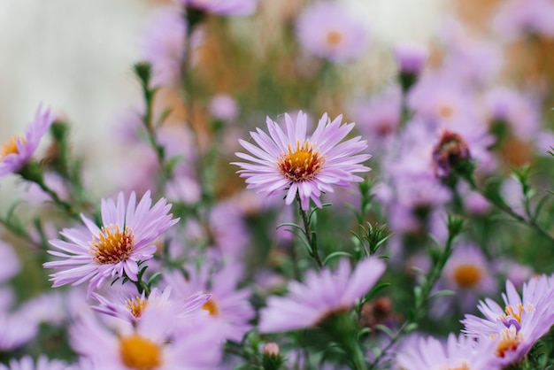 庭で秋に Novobelgian virginskaya アスターのライラック色の花