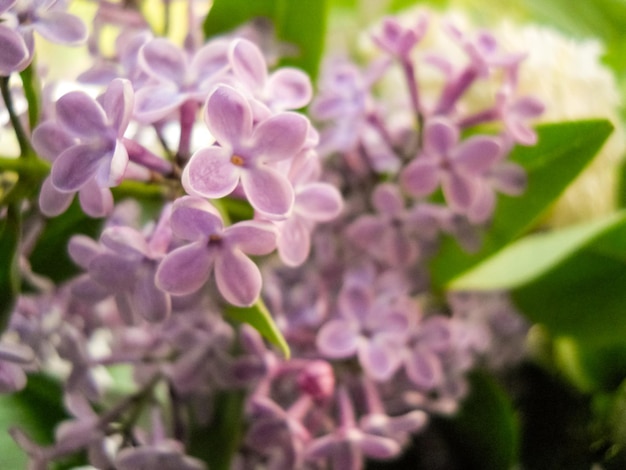 Lilac flowers photo