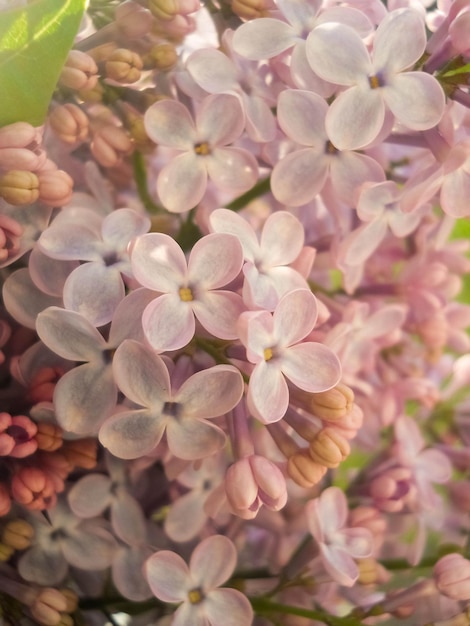 ライラックの花の写真