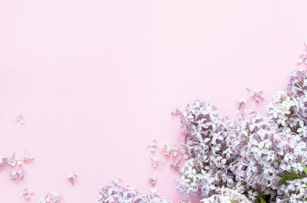 Lilac flowers on pink background. Spring flowers. Top view, flat lay, copy space. 