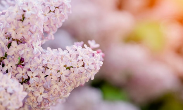 春の暖かい日のライラックの花咲く木と美しい自然のシーン