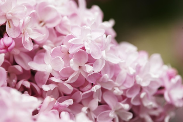 Lilac flowers in spring